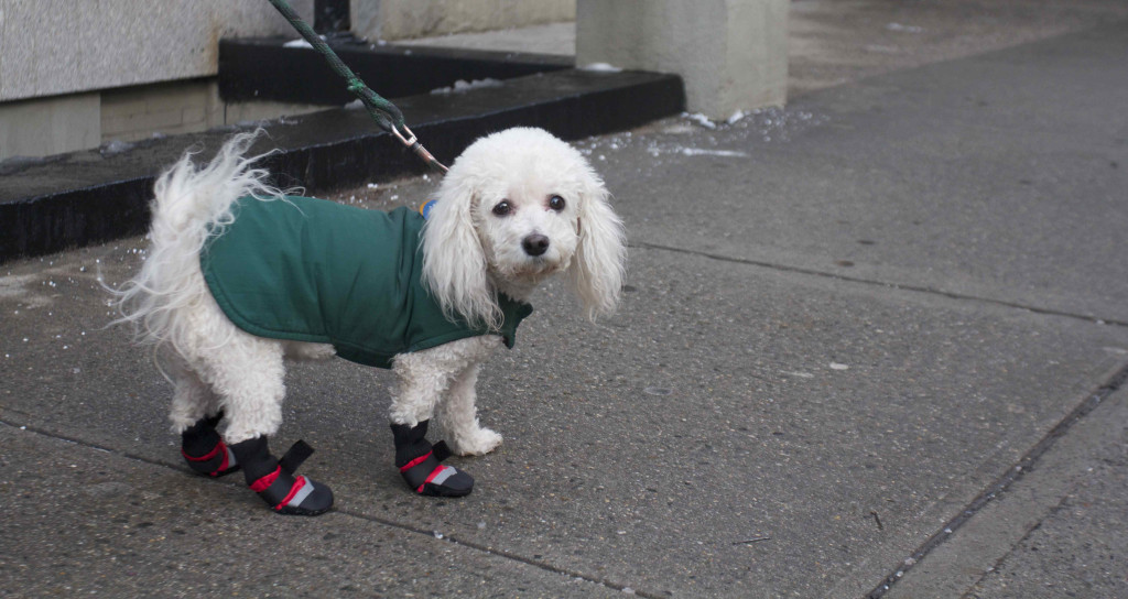 Gabby, an eight-year-old Bichon, takes a walk dressed for the cold. Dogs in New York City suffer from the cold and salt. (Stav Ziv/NY City Lens)