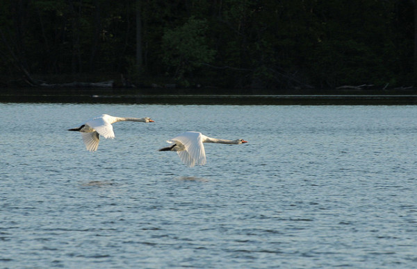 A pair of mute swans fly over Prospect Lake, Brooklyn. (Flickr Creative Commons/Steven Severinghaus)