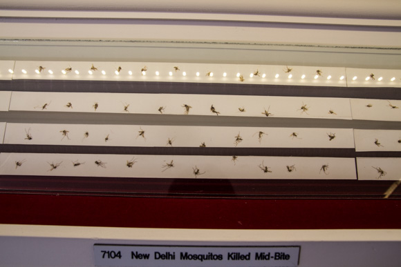 Rows of mosquitoes killed in mid-bite. (Seema Somshekar/ NY City Lens)