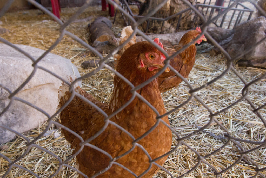 “I think that chicken coop has had more visitors than the Guggenheim," said Dimitri Gatanas of Urban Garden Center. (Justine Calma/NY City Lens)