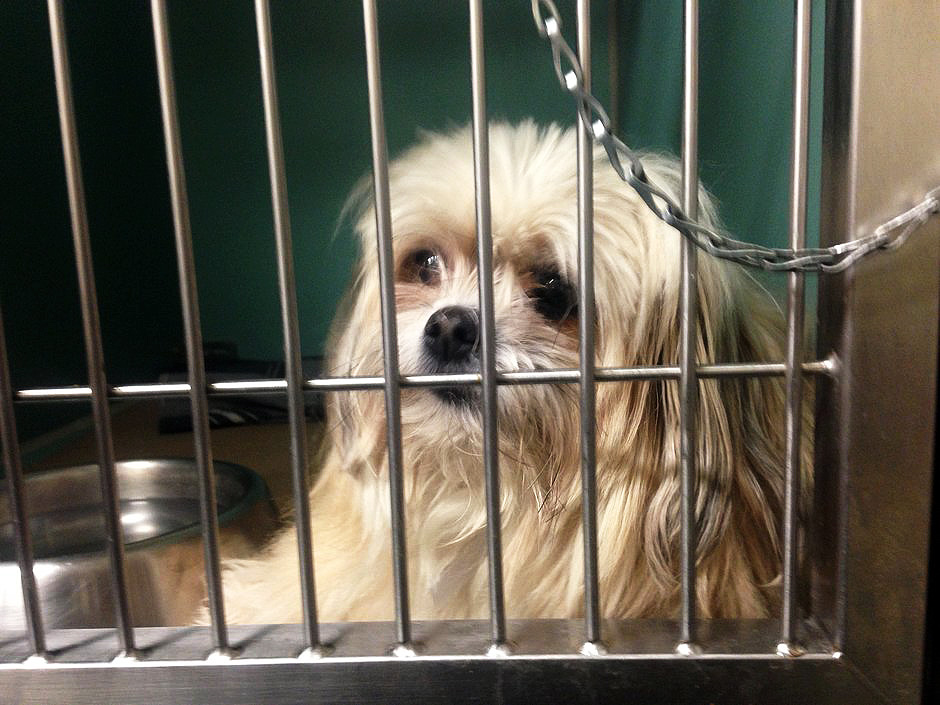 Audit Slams City Animal Shelters, But Some Pet Owners Say They Aren't That  Bad - NY City Lens