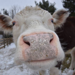 Freddie the cow (Credit: Skylands Animal Sanctuary and Rescue).