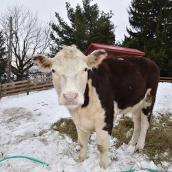 Freddie the cow (Credit: Skylands Animal Sanctuary and Rescue).